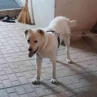 سگ الابای ترکمن واگذاری