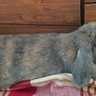 خرگوش لپ ماده تربیت شده