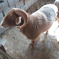 فروش گوسفند نر برای عید قربان