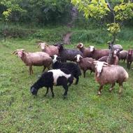 تعدادی گوسفند نر سالم سرشاخ دار جهت قربانی و جشن