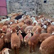 گوسفند زنده فروشی در اسلامشهر