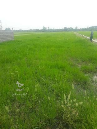 فروش زمین کشاورزی 3000 متر در حاجی بکنده در گروه خرید و فروش املاک در گیلان در شیپور-عکس1