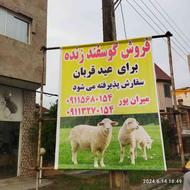 فروش گوسفند بره نر و میش