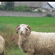 گوسفند بره نر عیدقربان