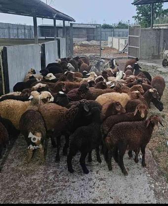 گوسفند ویژه عید قربان نر بره از 20 کیلو تا 90 کیلویی .. در گروه خرید و فروش ورزش فرهنگ فراغت در مازندران در شیپور-عکس1