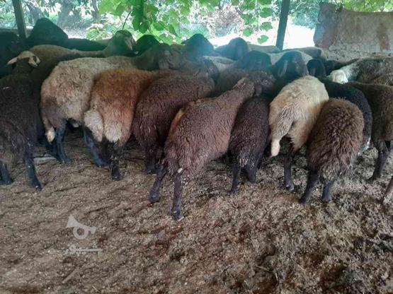 گوسفند بره نر قربانی در گروه خرید و فروش ورزش فرهنگ فراغت در مازندران در شیپور-عکس1