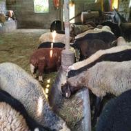 فروش انواع گوسفند و بره به قیمت مناسب