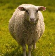 کشتار گوسفند برای عید قربان