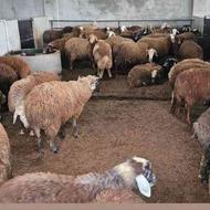 فروش ویژه گوسفند برای عید قربانی از 20 کیلو تا 85 کیلو موجود