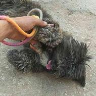 واگذاری سگ شیتزو پاکوتاه ماده یکساله