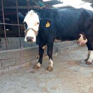فروش گاو سیمینتال وزن سنگین 25کیلو شیر رکورد شیر 35