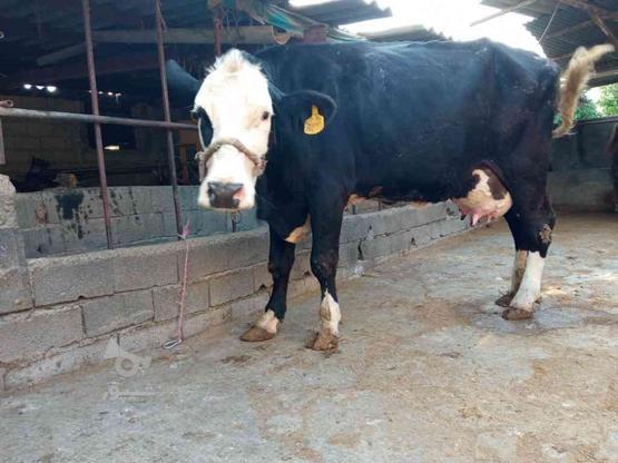 فروش گاو سیمینتال وزن سنگین 25کیلو شیر رکورد شیر 35 در گروه خرید و فروش ورزش فرهنگ فراغت در مازندران در شیپور-عکس1