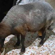 گوسفند نر تخمی افشاری سن حدود 2سال و خوردی وزن 110کیلو