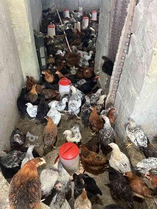 خروس و مرغ محلی در گروه خرید و فروش ورزش فرهنگ فراغت در مازندران در شیپور-عکس1