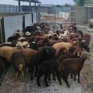 فروش ویژه گوسفند بره نر از 20 کیلو تا 90کیلو ، ماده داشتی ،