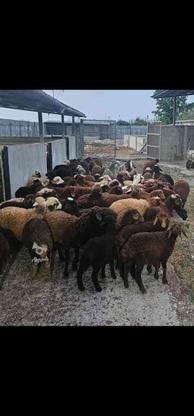 فروش ویژه گوسفند بره نر از 20 کیلو تا 90کیلو ، ماده داشتی ، در گروه خرید و فروش ورزش فرهنگ فراغت در مازندران در شیپور-عکس1
