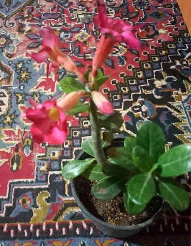 فروش آنلاین انواع گلهای آپارتمانی وزینتی روستای شیراز