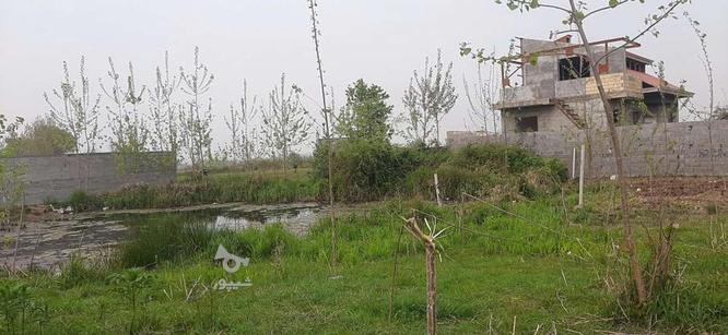 زمین مسکونی 600متر در گروه خرید و فروش املاک در گیلان در شیپور-عکس1