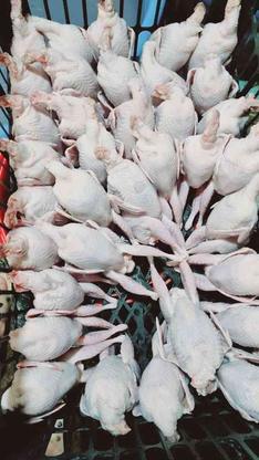 گوشت گرم بلدرچین در گروه خرید و فروش خدمات و کسب و کار در مازندران در شیپور-عکس1