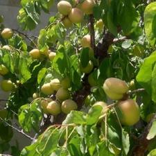 فروش باغ 1500 متری در شملو ایلخچی