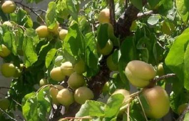 فروش باغ 1500 متری در شملو ایلخچی