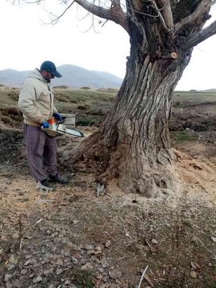 خریدار انواع چوب با بالاترین قیمت در گروه خرید و فروش خدمات و کسب و کار در کردستان در شیپور-عکس1