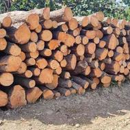 خرید چوب و‌درخت (جنگلی و صنوبر)