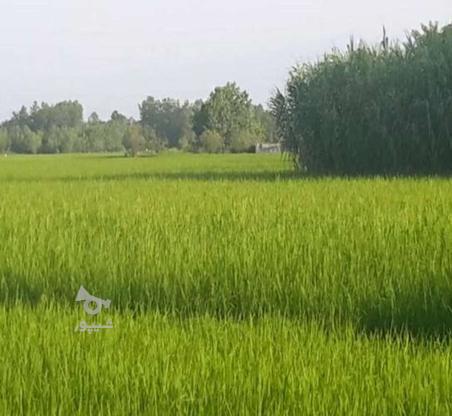 زمین کشاورزی 2000متر زمین در روستای خوشکاروندان نزدیک آستانه در گروه خرید و فروش املاک در گیلان در شیپور-عکس1