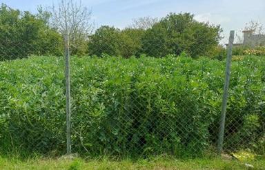 زمین داخل بافت 500متر دورفنس\جاده بهنمیر