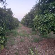 10000مترباغ دارای بنای 20متری و برق جای دنج
