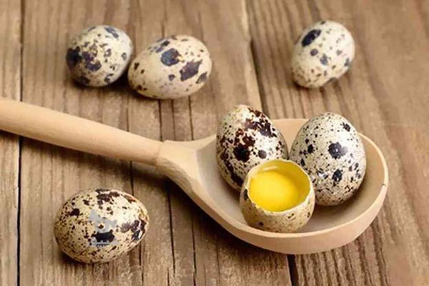 تخم خوراکی بلدرچین در گروه خرید و فروش خدمات و کسب و کار در مازندران در شیپور-عکس1