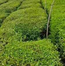 فروش زمین مسکونی 430 متر در بازکیاگوراب