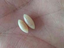 مهره مار اصل برنجی ریز هندی در شیپور