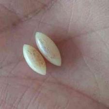 مهره مار اصل برنجی ریز هندی