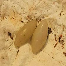 مهره مار اصل برنجی سفید +انگشتر مفرخ جاساز