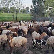 فروش انواع گوسفند بره نر و ماده و داشتی بصورت تکی و کلی
