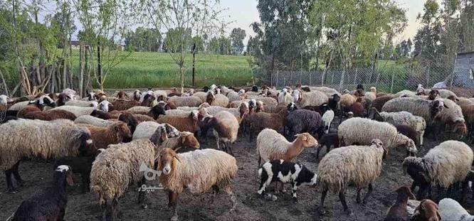 فروش انواع گوسفند بره نر و ماده و داشتی بصورت تکی و کلی در گروه خرید و فروش ورزش فرهنگ فراغت در مازندران در شیپور-عکس1