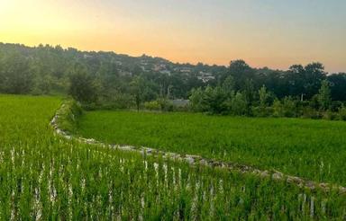 از فایل های ارزنده بالاکولا دروپی ارزنده300متر