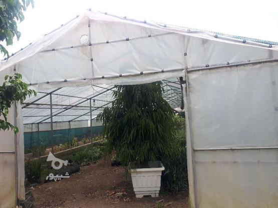 گلخانه با تجهیزات کامل در گروه خرید و فروش املاک در مازندران در شیپور-عکس1