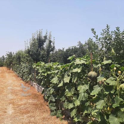 فروش زمین کشاورزی 200 متر در جاده بهنمیر در گروه خرید و فروش املاک در مازندران در شیپور-عکس1