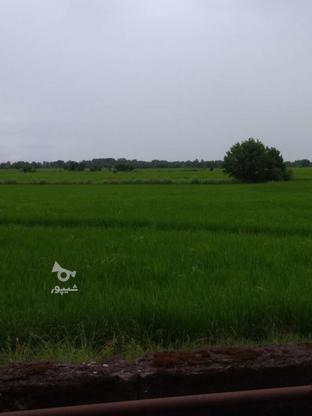 زمین کشاورزی شالیزار 2000متر در گروه خرید و فروش املاک در گیلان در شیپور-عکس1