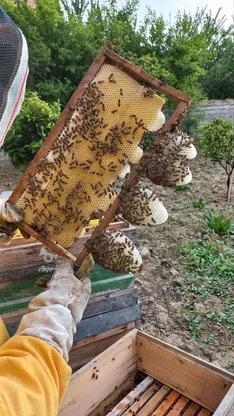 عسل رو از زنبوردار بخر در گروه خرید و فروش خدمات و کسب و کار در مازندران در شیپور-عکس1