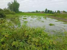 زمین مسکونی 1,300 متری در جاده اصلی در شیپور