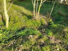 فروش زمین مسکونی 300 متر در رودبارسرا در شیپور