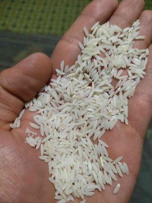 فروش برنج طارم هاشمی در گروه خرید و فروش خدمات و کسب و کار در مازندران در شیپور-عکس1