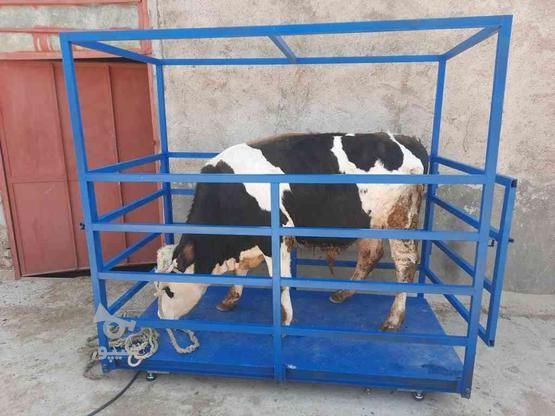باسکول گوساله کش با قفس در گروه خرید و فروش صنعتی، اداری و تجاری در همدان در شیپور-عکس1