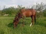 فروش اسب ترکمن