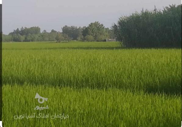 فروش زمین کشاورزی3400 متری در کرفستان در گروه خرید و فروش املاک در گیلان در شیپور-عکس1