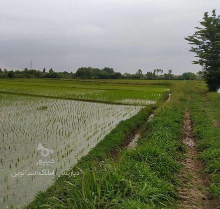 فروش زمین کشاورزی میکانیزه 3000 متری به همراه چاه عمیق   در گروه خرید و فروش املاک در گیلان در شیپور-عکس1