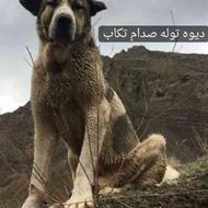 سگ گمشده عراقی پژدر